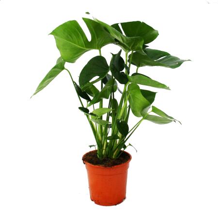 monstera keimling Monstera Adansonii Stecklinge Seltene Zimmerpflanze main image 0