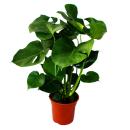 Monstera deliciosa - window leaf - 21cm pot - ca. 50-60cm high