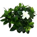 Gardenie - Duftende Bl&uuml;tenpflanze mit creme-wei&szlig; farbenen Bl&uuml;ten, 12cm Topf