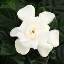 Gardenia - Plante à fleurs parfumées avec des fleurs de couleur blanc crème, pot de 12cm