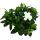 Gardenie - Duftende Bl&uuml;tenpflanze mit creme-wei&szlig; farbenen Bl&uuml;ten, 12cm Topf
