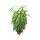 Ficus binendijkii &quot;Alii&quot; - long-leaved birch fig - royal column - 17cm pot
