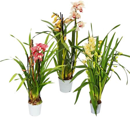 Cymbidium Orchidee - Kahnorchidee - The orchid for cool rooms