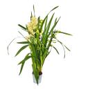 Cymbidium Orchidee - Kahnorchidee - Die Orchidee für...