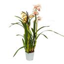 Cymbidium Orchidee - Kahnorchidee - The orchid for cool...