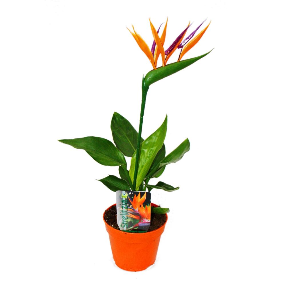 Strelitzie - Paradiesvogelblume - 12cm Topf - mit KNSTLICHER Blte