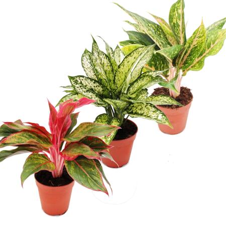 Fil de piston à feuilles colorées - Jeu de 3 fils différents Plantes de luxe - Aglaonema 12cm