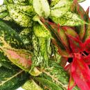 Piston thread with coloured leaves - Set of 3 different threads Deluxe plants - Aglaonema 12cm