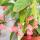 Tamaya-Begonie - Begonia albopicta - Begonien-St&auml;mmchen - 9cm Topf