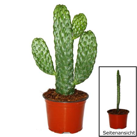 Road Kill Cactus - Consolea rubescens - Flat Ear Cactus - 12cm Pot