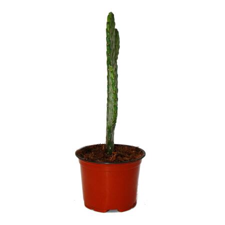monsteras kaufen XXL Monstera mit Stab bestellen – Green Me Up main image 0