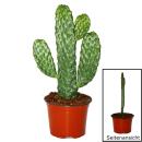 Road Kill Cactus - Consolea rubescens - Flat Ear Cactus - 12cm Pot