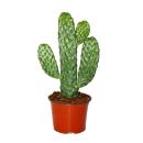 Road Kill Cactus - Consolea rubescens - Flat Ear Cactus - 12cm Pot