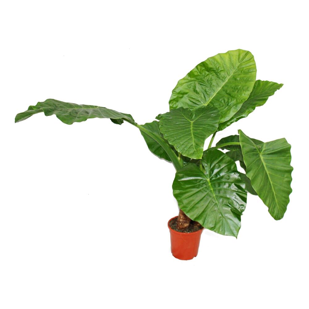 Alocasia cucullata 21cm Solitrpflanze - Elefantenohr, Hhe 80cm-100c