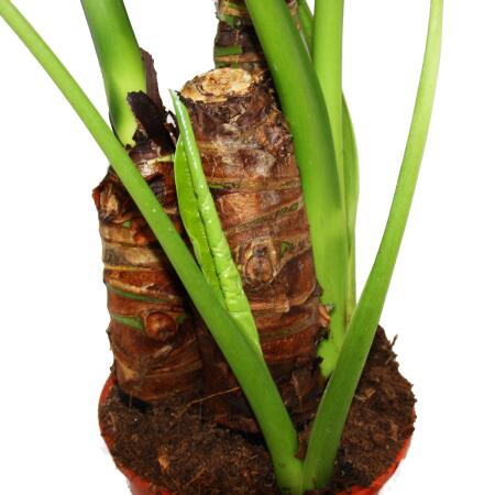 geigenfeige hochstamm kaufen Geigenfeige kaufen | Ficus lyrata main image 0