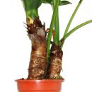 Alocasia cucullata 21cm plante solitaire -...