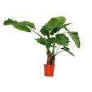 Alocasia cucullata 21cm plante solitaire - éléphant oreille, hauteur 80cm-1,00m