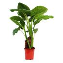 Alocasia cucullata 21cm plante solitaire - éléphant oreille, hauteur 80cm-1,00m