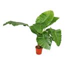 Alocasia cucullata 21cm solitary plant - elephant ear,...