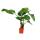 Alocasia cucullata 21cm plante solitaire - éléphant oreille, hauteur 80cm-1,00m
