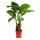 Alocasia cucullata 21cm plante solitaire - éléphant oreille, hauteur 80cm-1,00m
