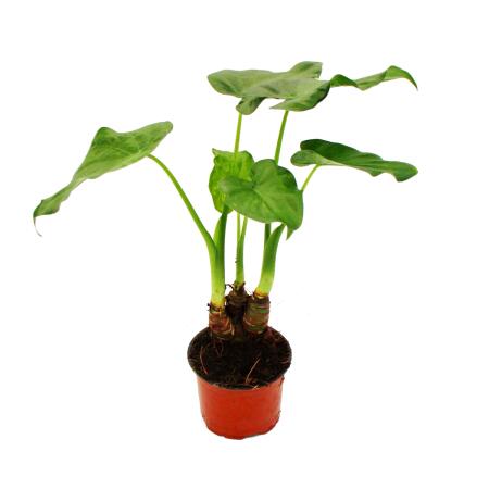 Alocasia cucullata 12cm - Elefantenohr H&ouml;he 25cm-30cm