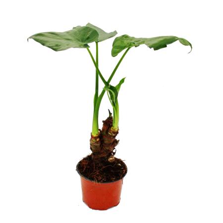 Alocasia cucullata 12cm - Elefantenohr Hhe 25cm-30cm