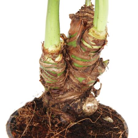 Alocasia cucullata 12cm - Elefantenohr Hhe 25cm-30cm