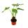 Alocasia cucullata 12cm - Elefantenohr H&ouml;he 25cm-30cm