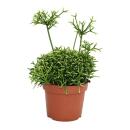 Rhipsalis teres "Yellow" - cactus corail - en...