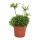 Rhipsalis teres "Yellow" - coral cactus - in a 12cm pot