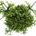 Rhipsalis teres "Yellow" - coral cactus - in a 12cm pot
