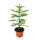 Araucaria heterophylla 12cm, indoor fir