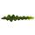 Epiphyllum anguliger - Crocodile tail cactus, 9cm