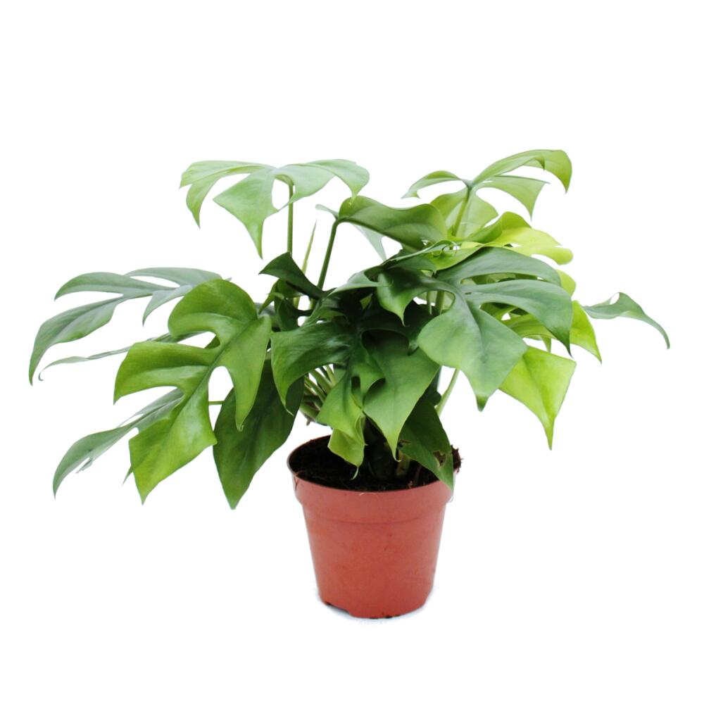 monstera mint noid Monstera Deliciosa Mint Variegated NOID (Intermediate Form) (wk18-B)
