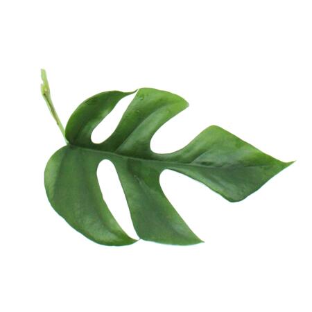 Monstera minima - Fensterblatt 12cm Topf