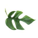 Monstera minima - Window leaf 12cm pot
