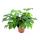 Monstera minima - Window leaf 12cm pot