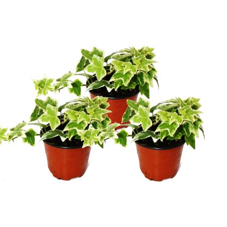 Hedera helix, set of 3, ivy, white coloured leaves, 9cm pot