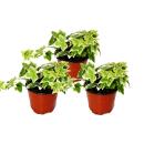 Hedera helix, set de 3, lierre, feuilles blanches, pot de...