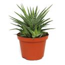 Haworthia fasciata &quot;Big Band&quot; - plante en pot...