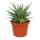 Haworthia fasciata &quot;Big Band&quot; - Pflanze im 10,5cm Topf