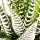 Haworthia fasciata &quot;Big Band&quot; - Pflanze im 10,5cm Topf