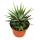 Haworthia fasciata &quot;Big Band&quot; - plante en pot de 10,5cm