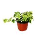 Hedera helix - lierre, feuillage blanc, pot de 9cm