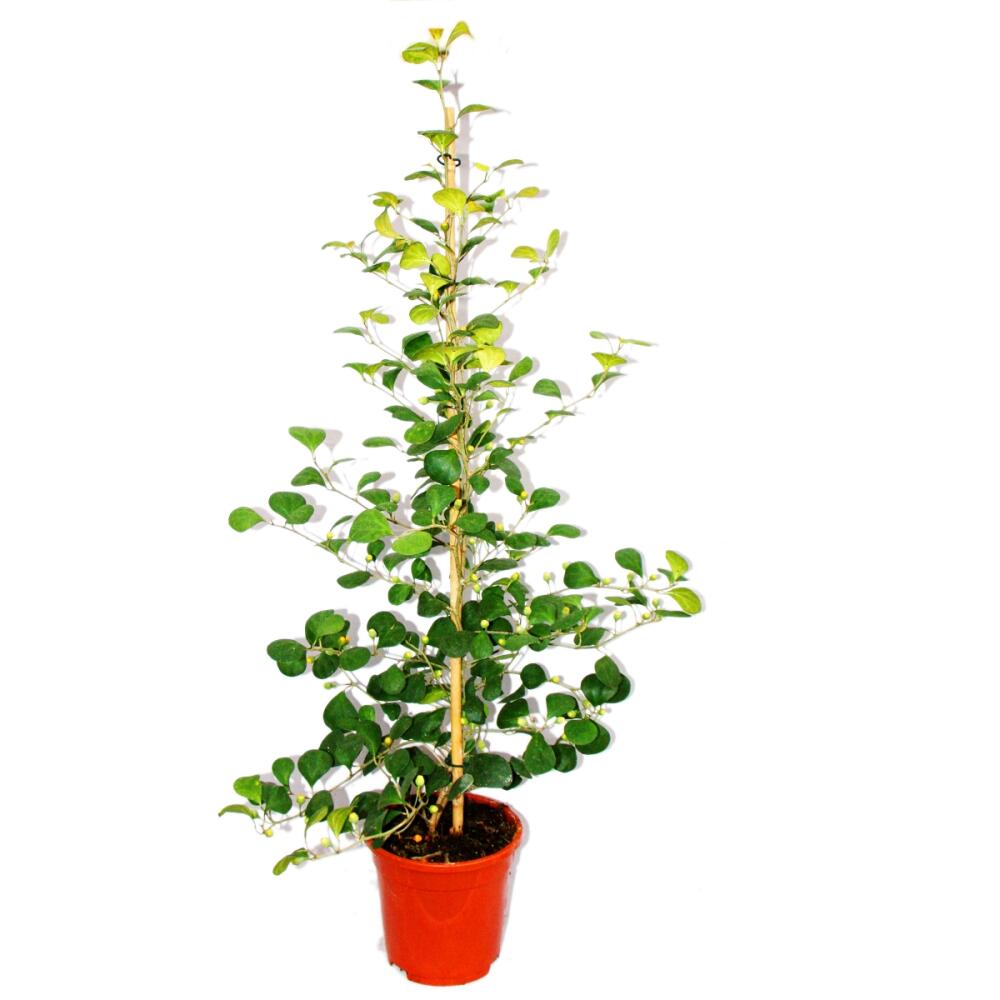 Mistletoe Fig (Ficus deltoidea) 9 medlar fig - Ficus deltoidea - 17cm pot - ca. 80cm high