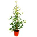 medlar fig - Ficus deltoidea - 17cm pot - ca. 80cm high