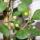 Mispelfeige - Ficus deltoidea - 17cm Topf - ca. 80cm hoch