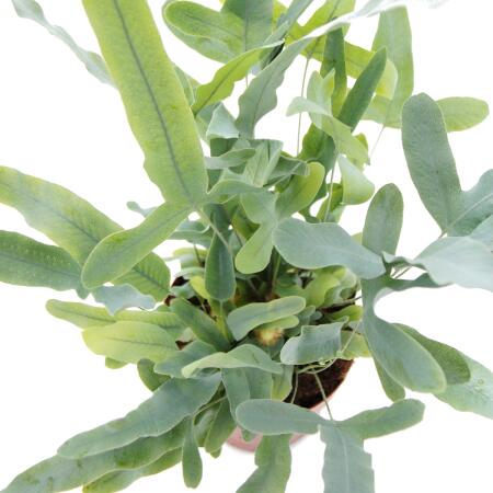 Goldtpfel-Farn "Blue Star", Phlebodium aureum, 12cm