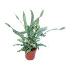 Gold spot fern "Blue Star", Phlebodium aureum,...